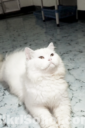 পার্সিয়ান বিড়াল